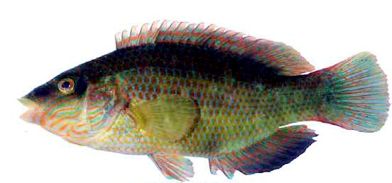 Symphodus melops_0002